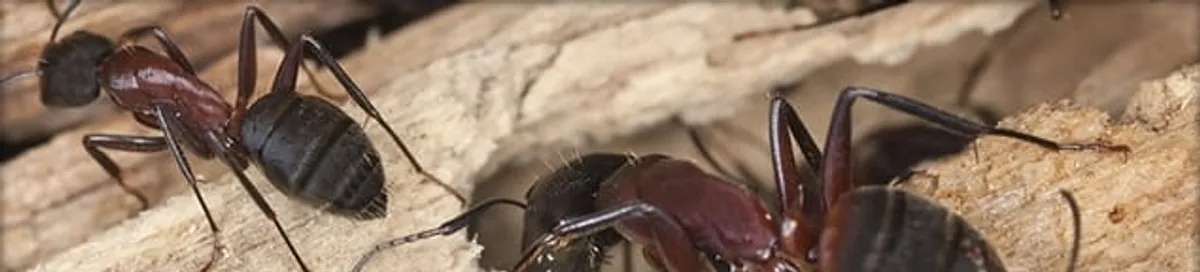 Close-up of ants on wood showing an active ant infestation in Mobile, AL