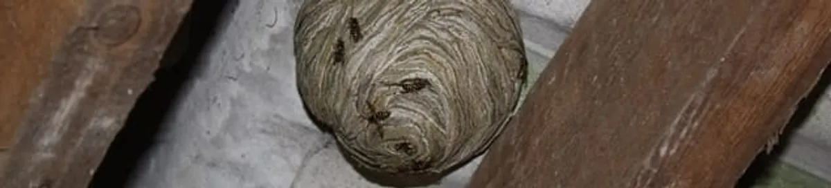 Wasp nest in an attic space, a common home infestation risk in Mobile, AL