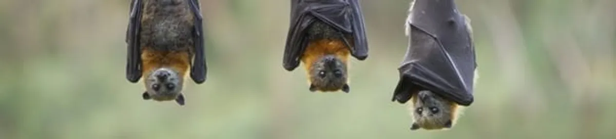 Bats roosting together, a common sign of a bat infestation in Mobile, AL