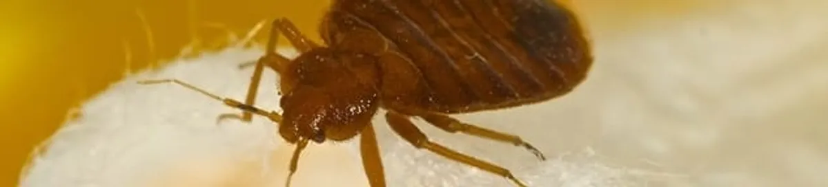 Close-up of a bed bug, a sign of an active infestation in Mobile, AL