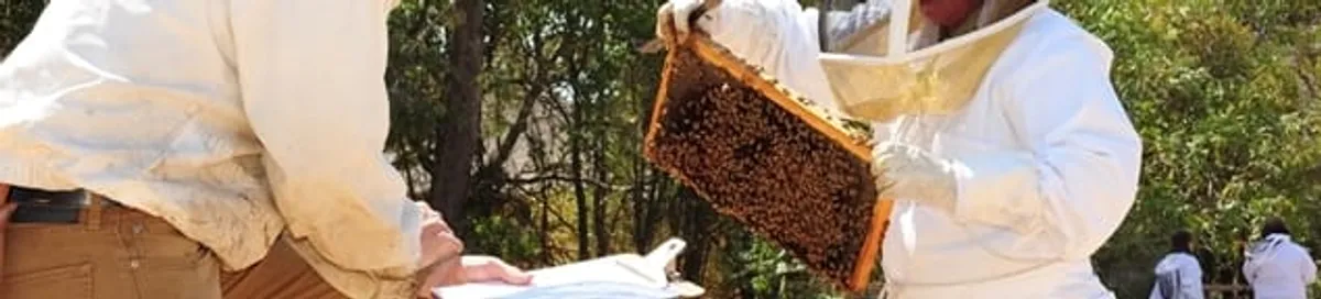 Bee removal specialists relocating a hive and honeycomb safely in Mobile, AL