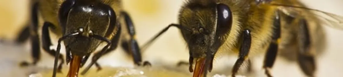Close-up of honey bees, a sign of a nearby hive in Mobile, AL