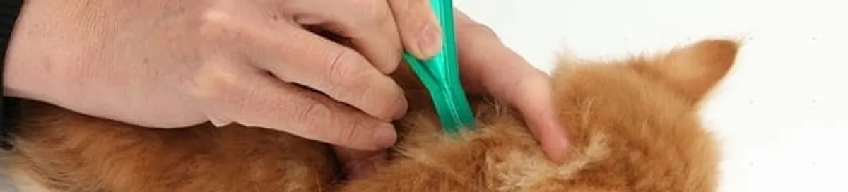 Flea treatment for pets using a flea comb, a sign of flea problems in Mobile, AL