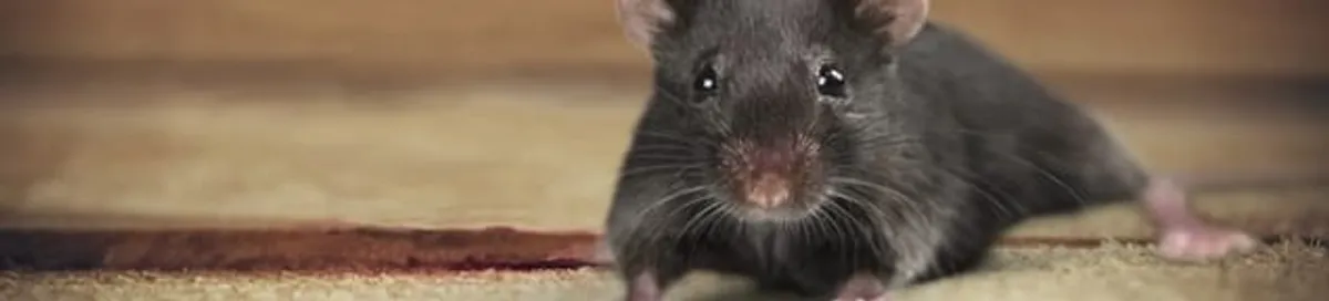 Mouse indoors, a common sign of a rodent infestation in Mobile, AL