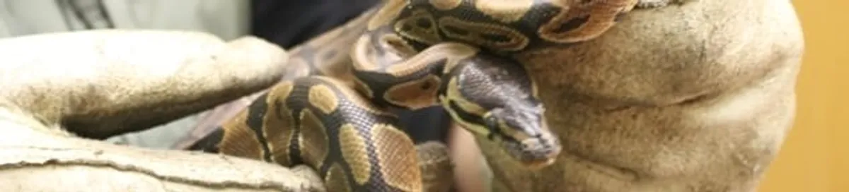 Snake removal specialist safely handling a snake with protective gloves in Mobile, AL