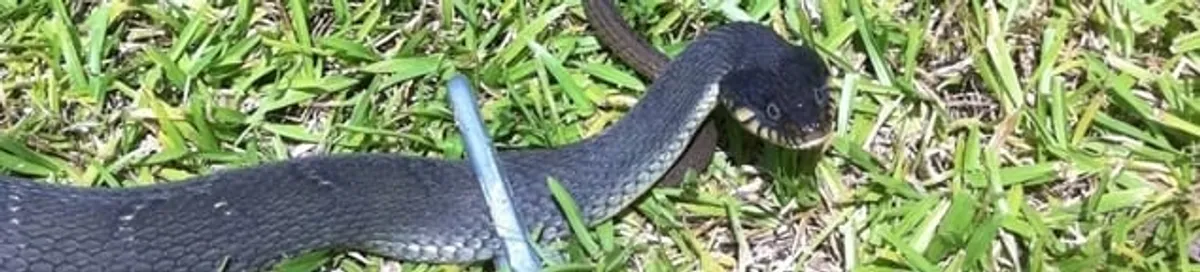 Snake in a yard, a common sign of a snake problem near a home in Mobile, AL