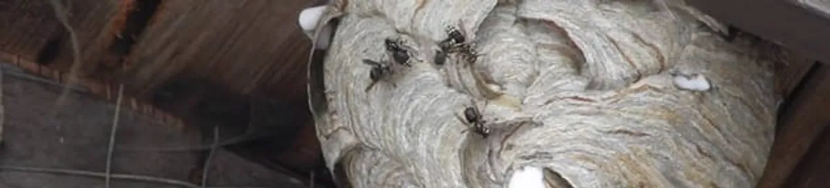 Close-up of a wasp nest with active wasps, a sign of an infestation in Mobile, AL